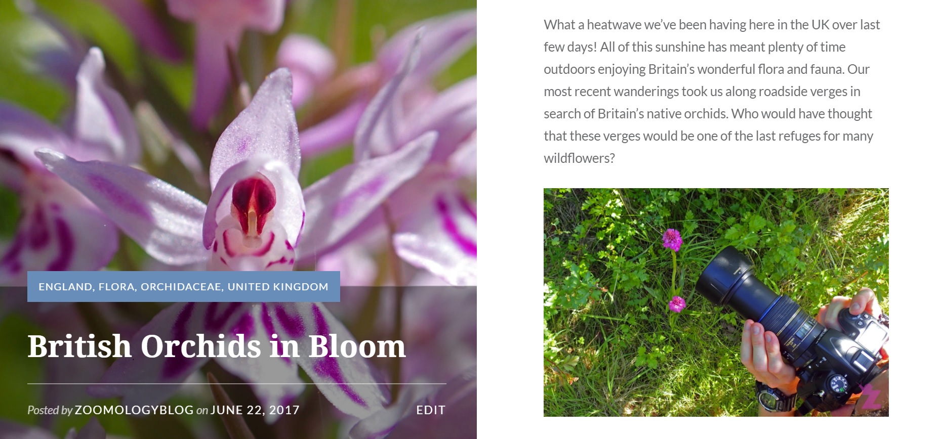 british orchids zoomology