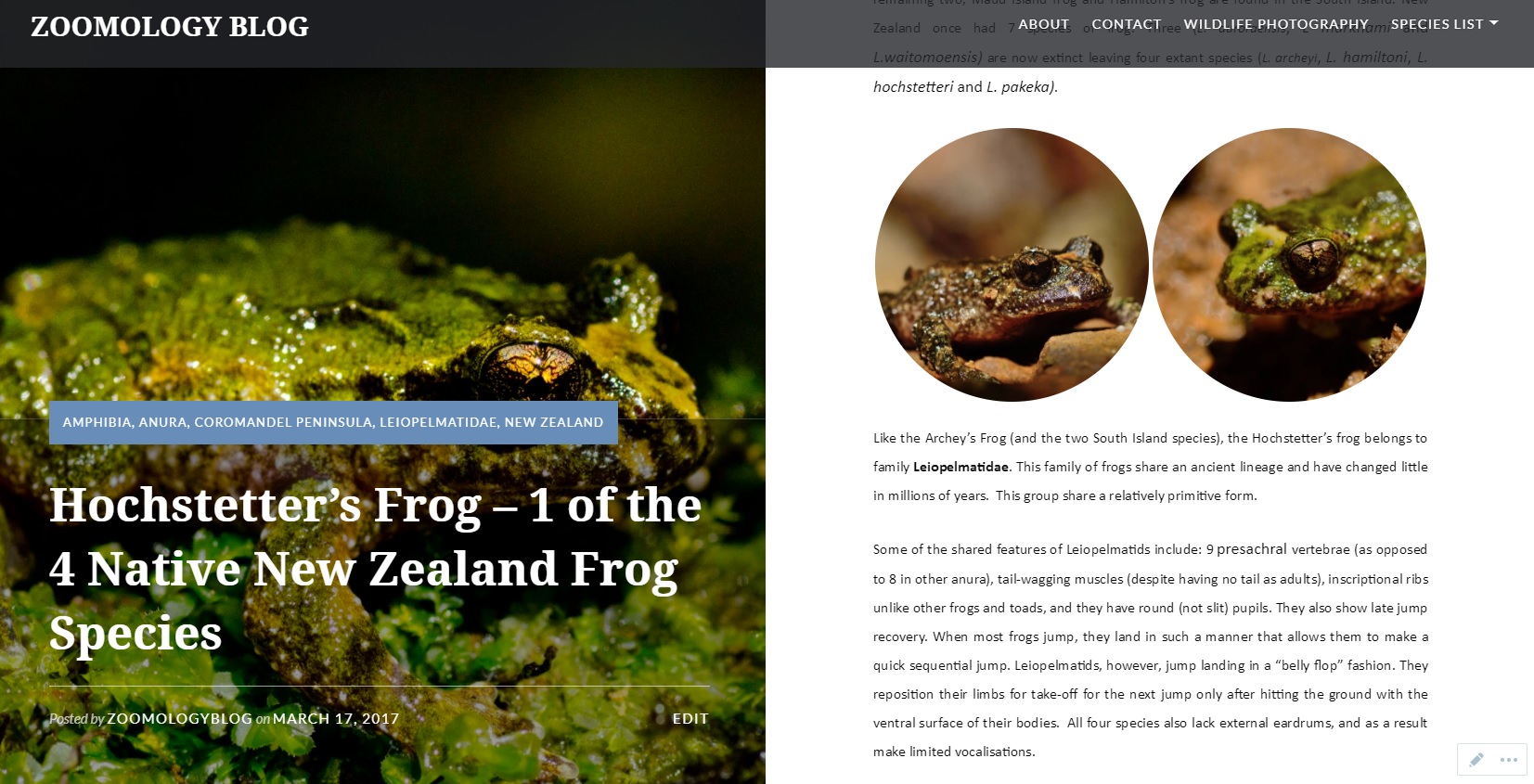 Zoomology Hochstetters