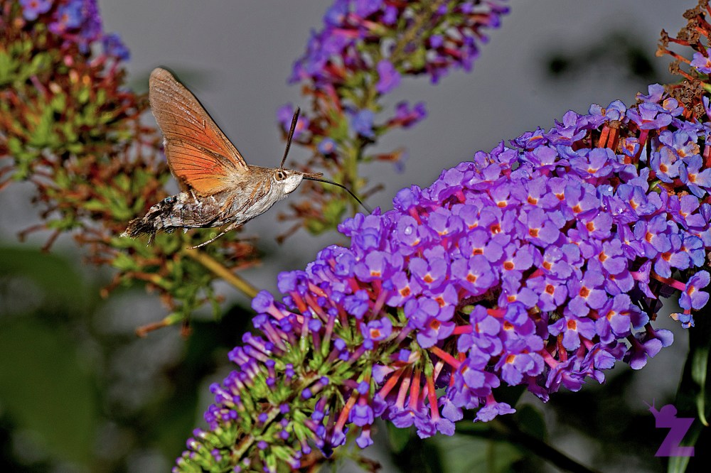Macroglossum stellatarum [HUMMINGBIRD HAWK MOTH] Goizueta, Basque Country 31.07.2017