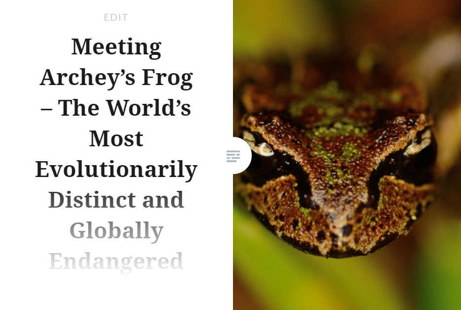 Archeys Frog