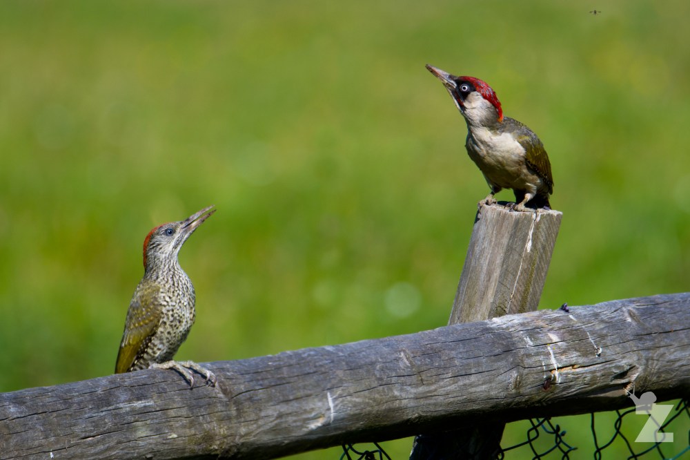 Picus viridis [EUROPEAN GREEN WOODPECKER] 29.06.2017 England, Kewstoke [10]