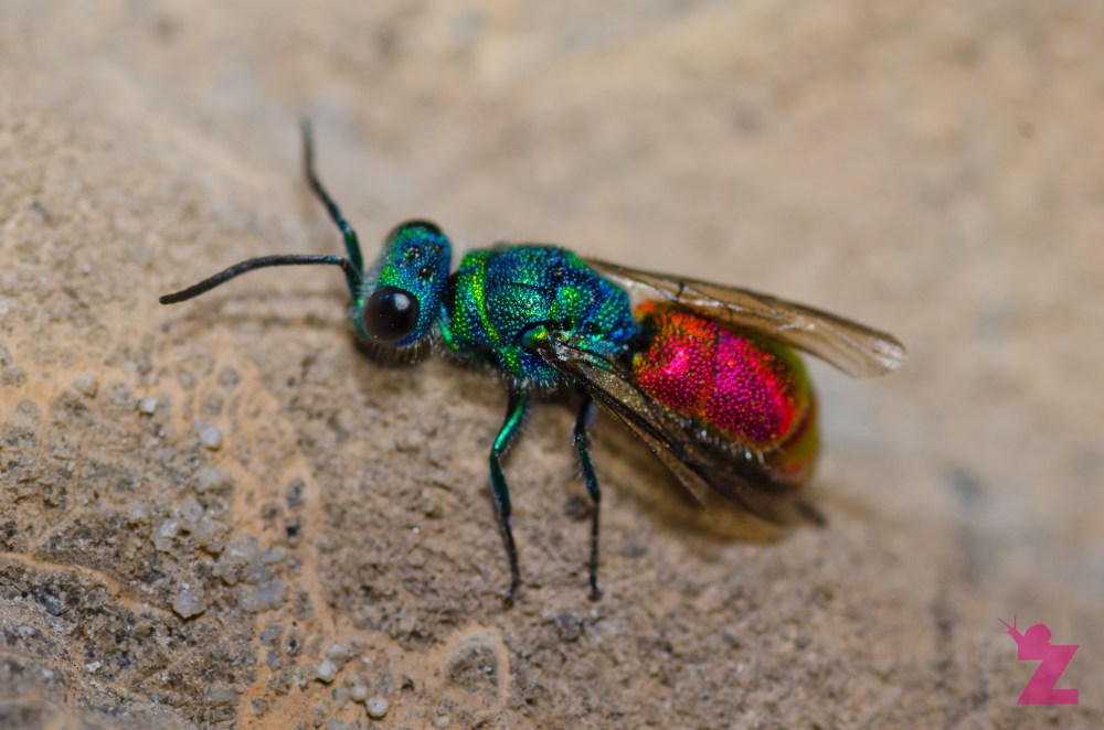 [RUBY-TAILED WASP] 06.07.2017 England, Kewstoke [1]