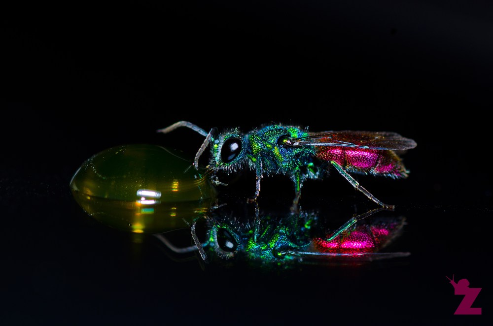 [RUBY-TAILED WASP] 06.07.2017 England, Kewstoke