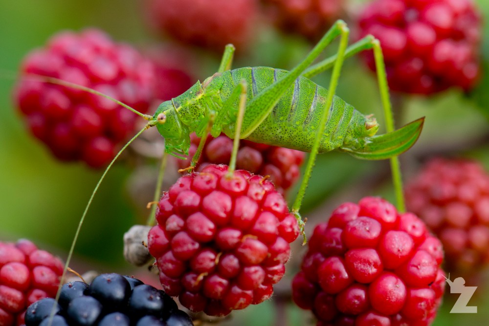 Leptophyes punctatissima [SPECKLED BUSH CRICKET] Backwell, UK 26.08.2017 #1