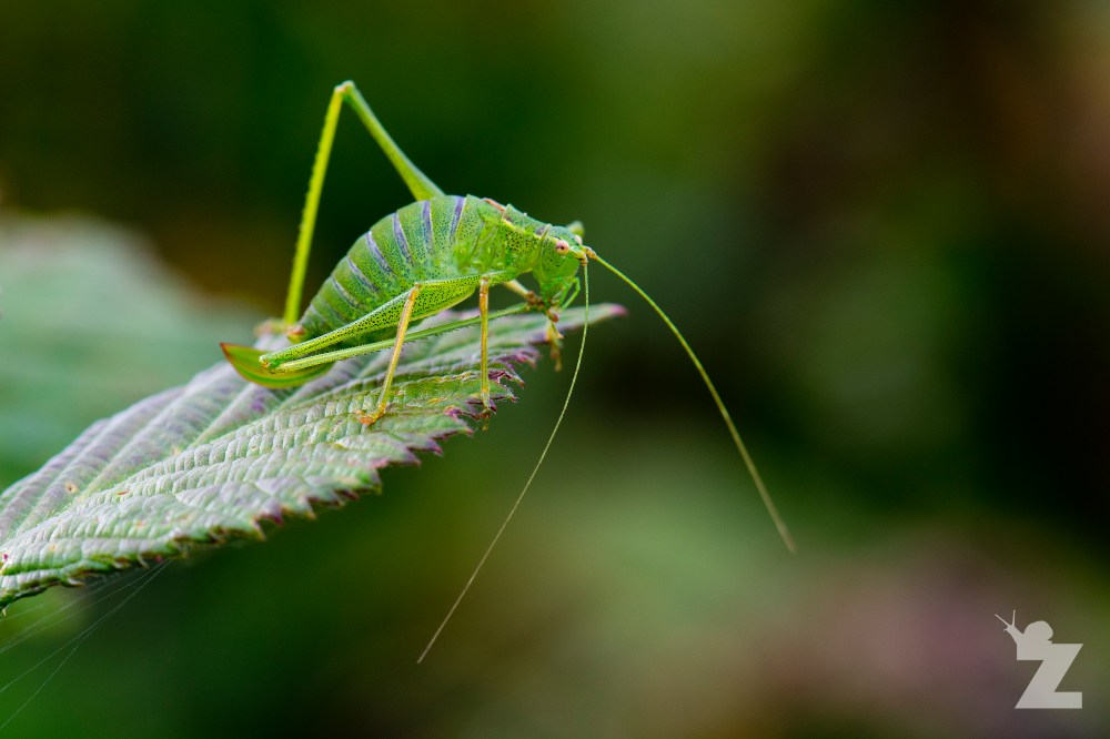 Leptophyes punctatissima [SPECKLED BUSH CRICKET] Backwell, UK 26.08.2017