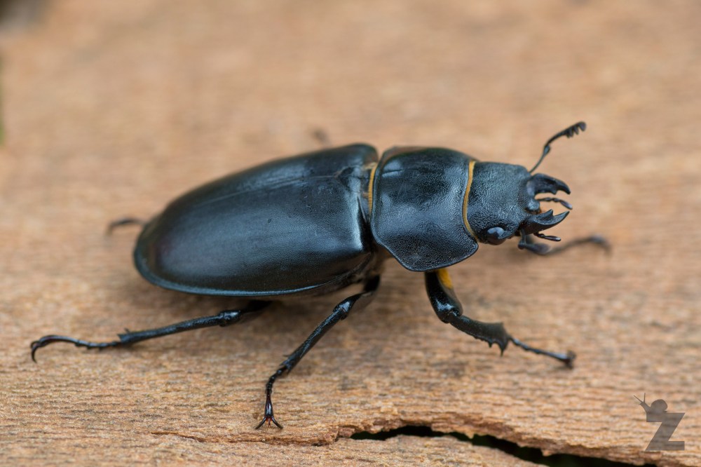Lucanus cervus [FEMALE STAG BEETLE] France 29.07.2017
