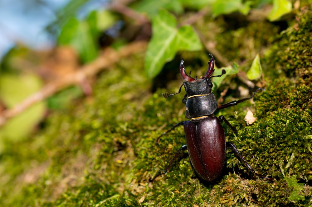 Lucanus cervus [MALE STAG BEETLE] France 21.07.2017 #1