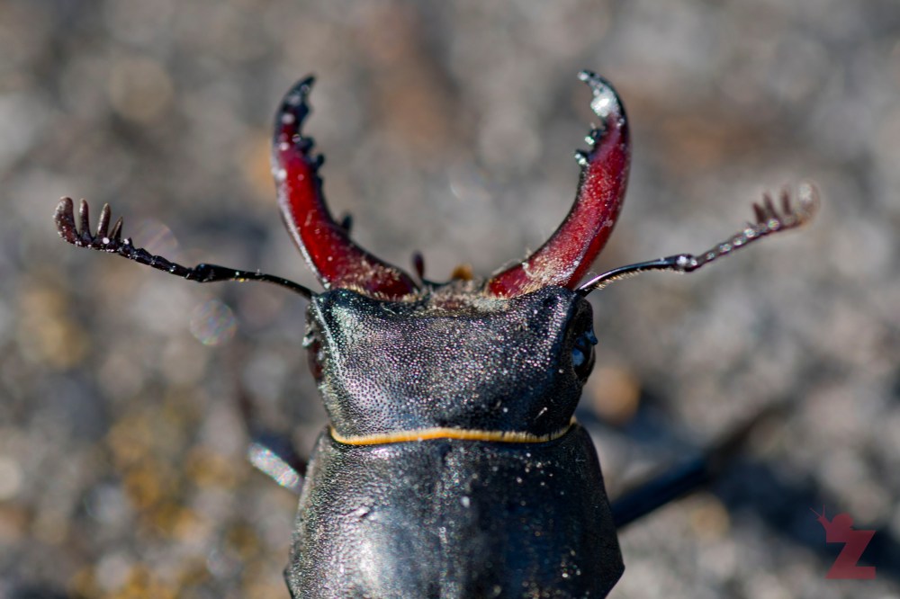 Lucanus cervus [MALE STAG BEETLE] France 21.07.2017 #2
