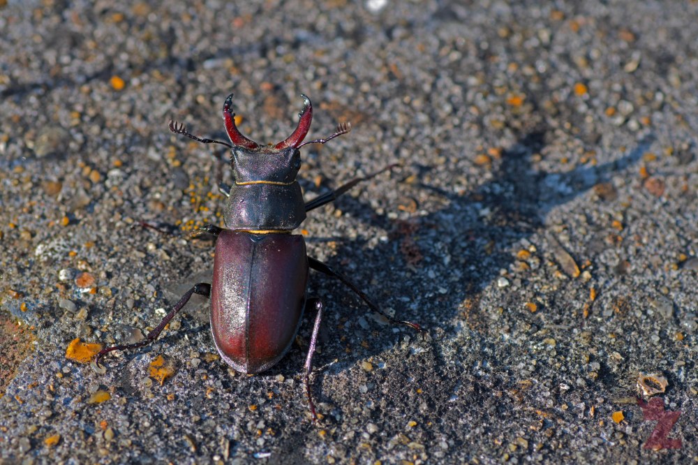 Lucanus cervus [MALE STAG BEETLE] France 21.07.2017