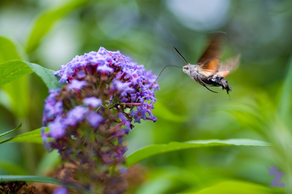 Macroglossum stellatarum [HUMMINGBIRD HAWK MOTH] Goizueta, Basque Country 31.07.2017 #1