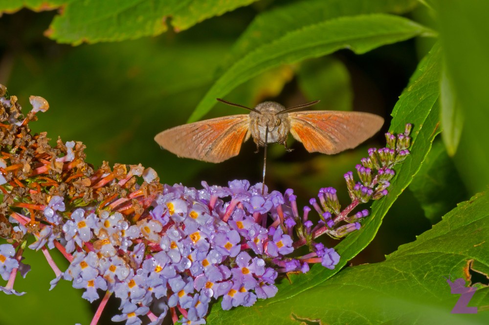 Macroglossum stellatarum [HUMMINGBIRD HAWK MOTH] Goizueta, Basque Country 31.07.2017 #1