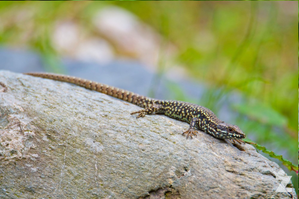 Podarcis muralis [EUROPEAN WALL LIZARD] Goizueta, Basque Country 28.07.2017 #2