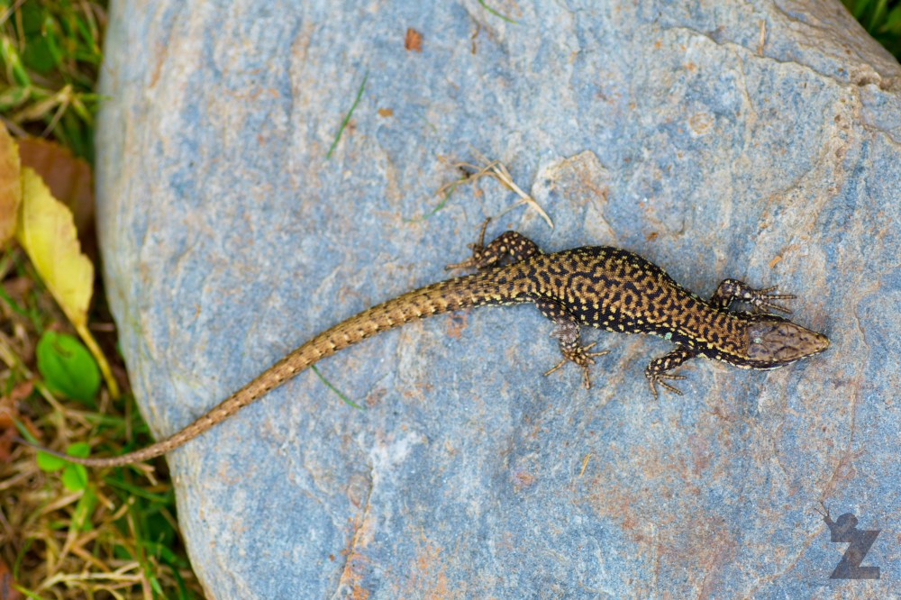 Podarcis muralis [EUROPEAN WALL LIZARD] Goizueta, Basque Country 28.07.2017 #5