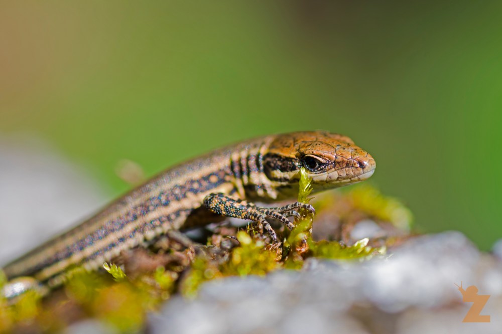 Podarcis muralis [EUROPEAN WALL LIZARD] Goizueta, Basque Country 28.07.2017