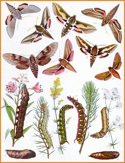Sphingidae Larva From From the British Butterflies and Moths { 1894] W. Furneaux.