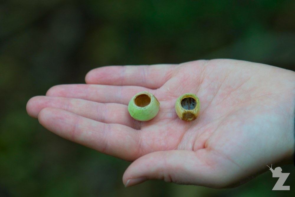 Hazelnuts with signs of dormice browse