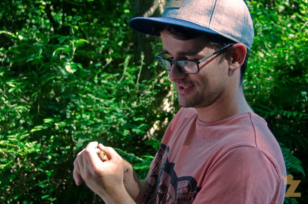 Muscardinus avellanarius [HAZEL DORMOUSE] England (1) 19.06.2017