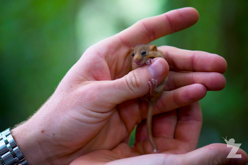 Muscardinus avellanarius [HAZEL DORMOUSE] England 2017-09-09 #4