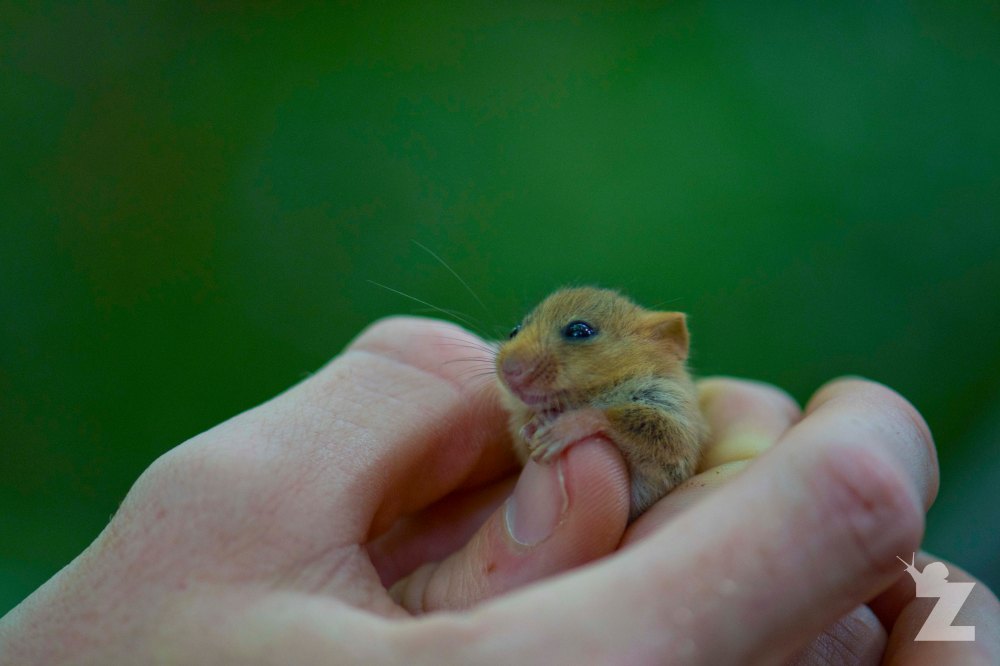 Muscardinus avellanarius [HAZEL DORMOUSE] England 2017-09-09