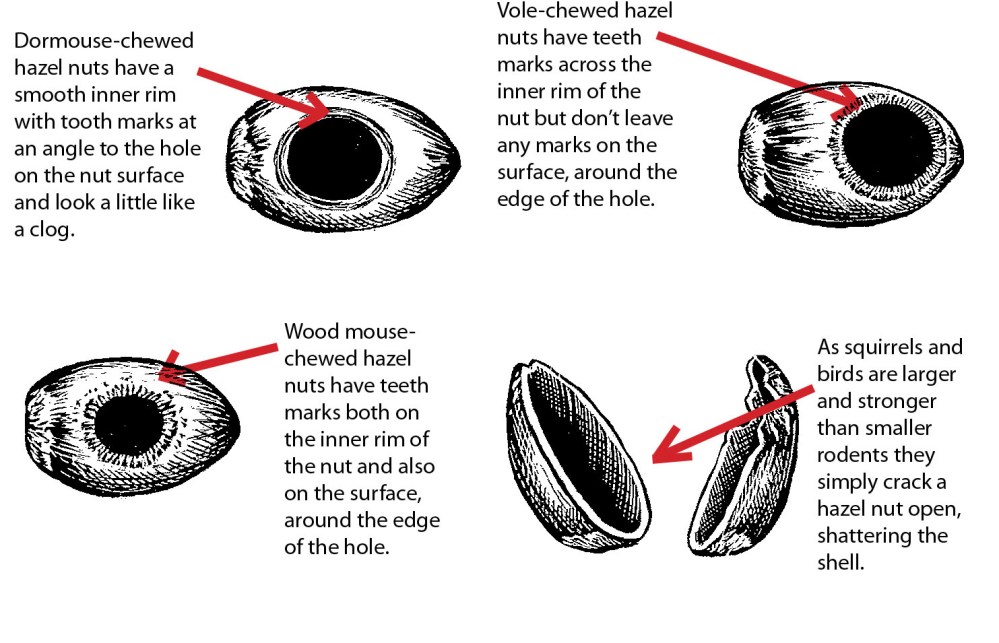 PTES Illustration of Chewed Nuts