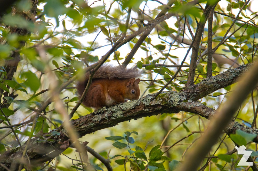 Sciurus vulgaris [RED SQUIRREL] Brownsea, England 12-09-2017 #2