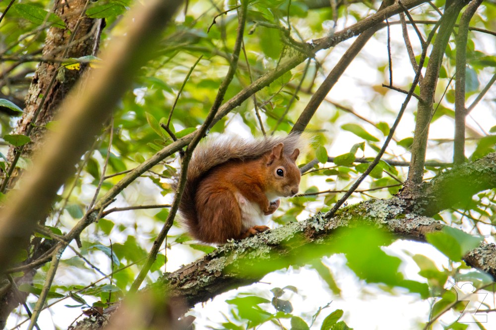 Sciurus vulgaris [RED SQUIRREL] Brownsea, England 12-09-2017 #3