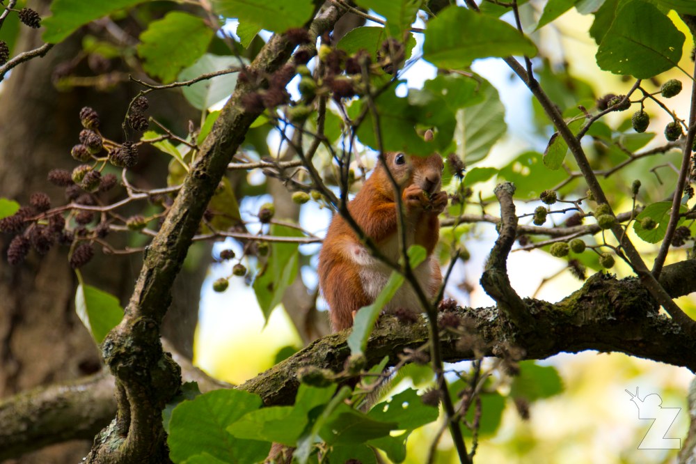 Sciurus vulgaris [RED SQUIRREL] Brownsea, England 12-09-2017 #4