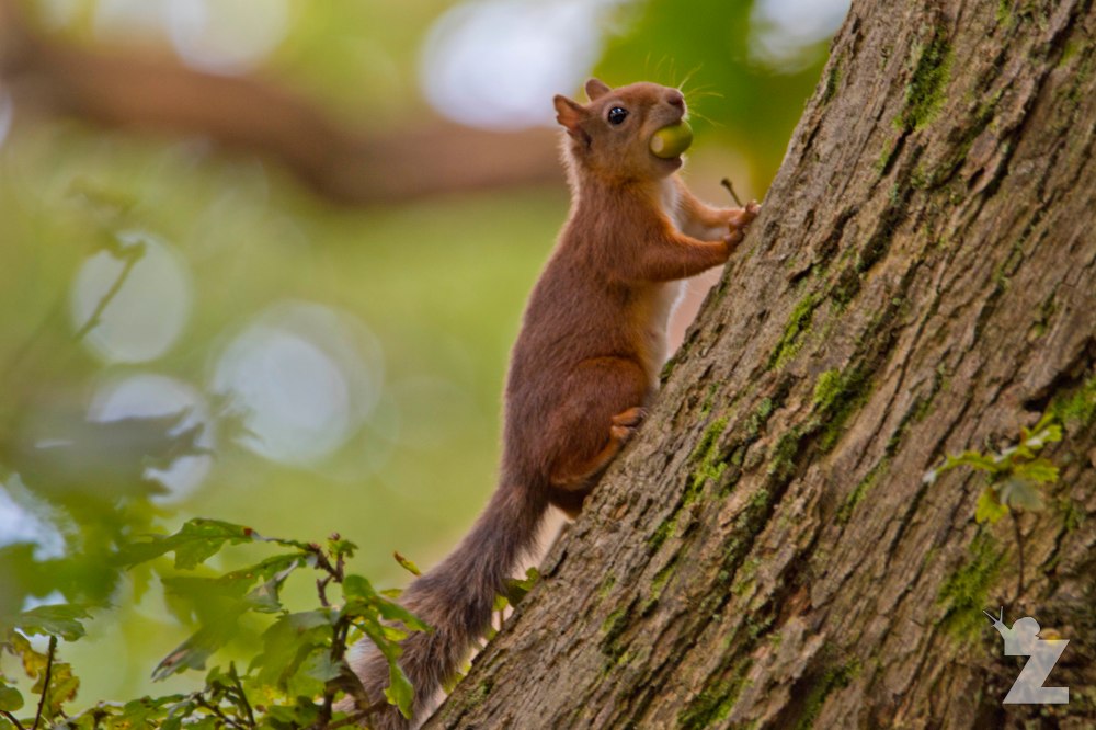 Sciurus vulgaris [RED SQUIRREL] Brownsea, England 12-09-2017 #5