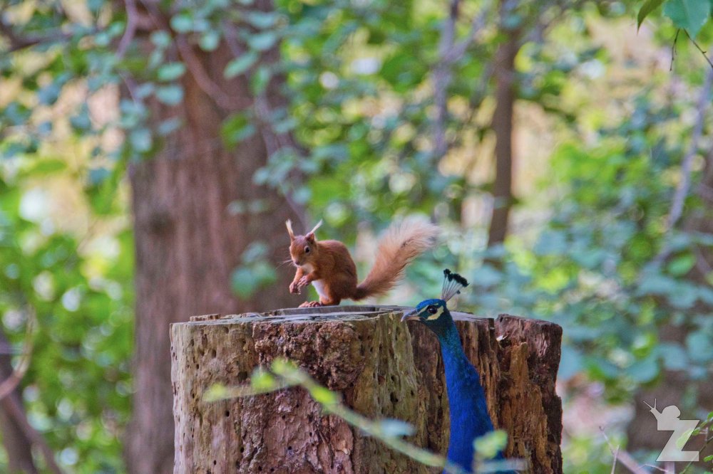 Sciurus vulgaris [RED SQUIRREL] Brownsea, England 12-09-2017 #9