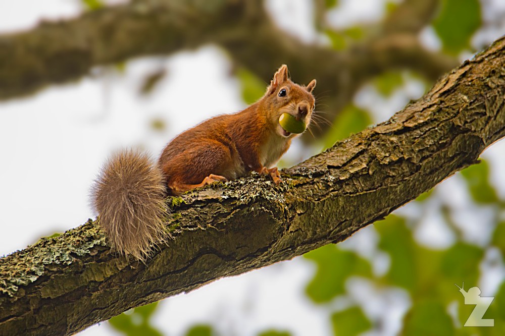 Sciurus vulgaris [RED SQUIRREL] Brownsea, England 12-09-2017