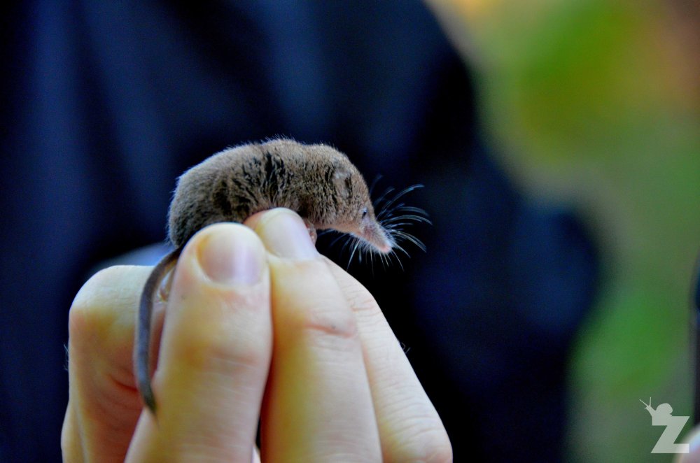 Sorex minutus [EURASIAN PYGMY SHREW] England, 2016-09-24