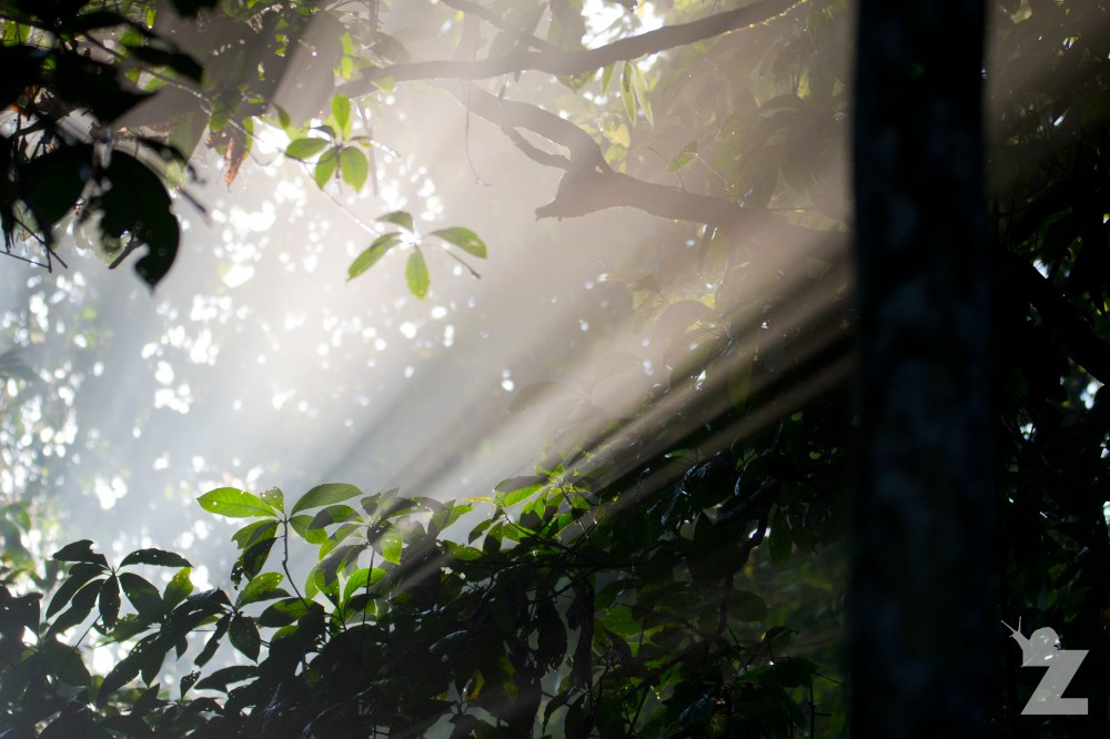 Morning Break in the Rainforest