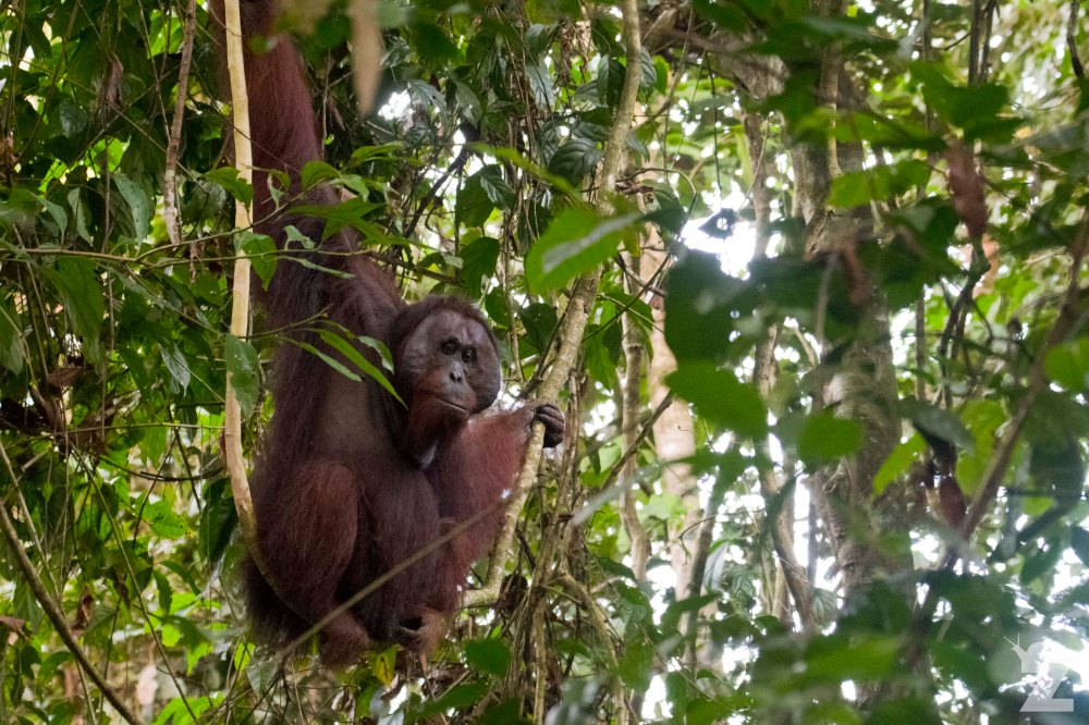 Pongo pygmaeus [BORNEAN ORANGUTAN] Sabah, Borneo 10-10-2017 (2)