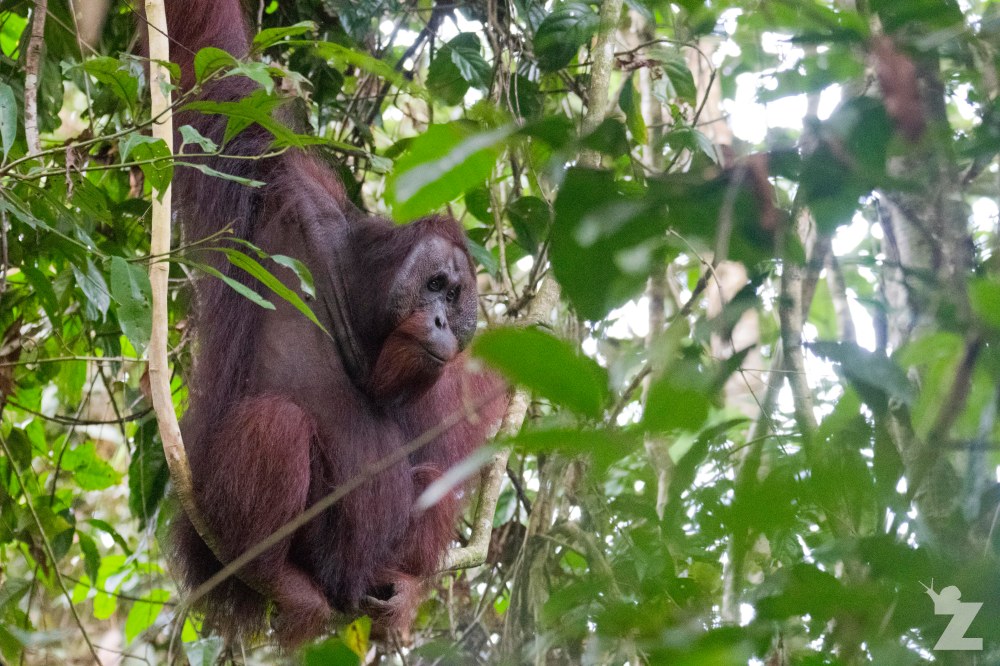 Pongo pygmaeus [BORNEAN ORANGUTAN] Sabah, Borneo 10-10-2017 (3)