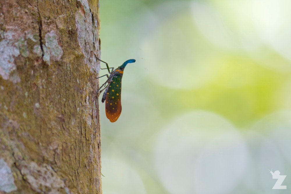 Pyrops whiteheadi [LANTERN BUG] Sabah, Borneo 12-10-2017 (11)