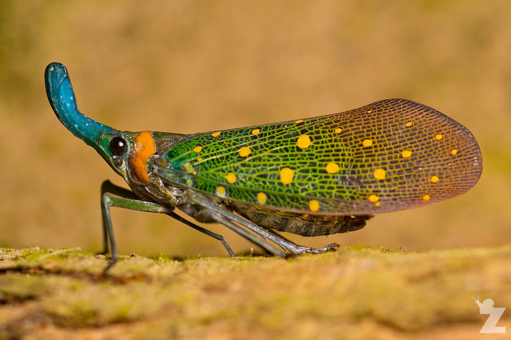 Pyrops whiteheadi [LANTERN BUG] Sabah, Borneo 12-10-2017 (5)