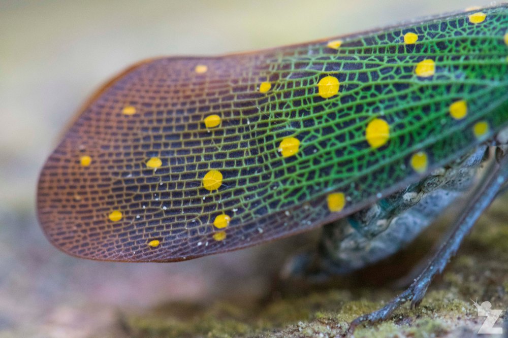 Pyrops whiteheadi [LANTERN BUG] Sabah, Borneo 12-10-2017 (8)