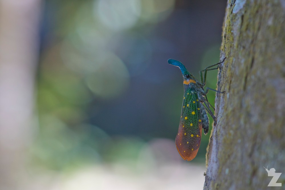 Pyrops whiteheadi [LANTERN BUG] Sabah, Borneo 12-10-2017 (9)