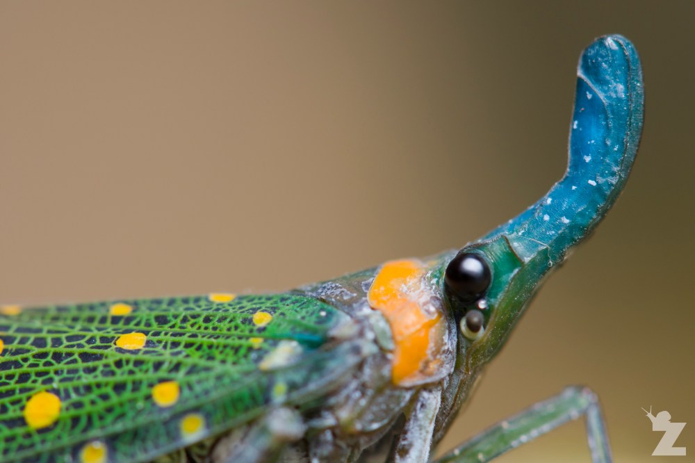 Pyrops whiteheadi [LANTERN BUG] Sabah, Borneo 12-10-2017