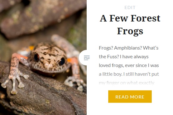 Zoomology Borneo Frogs