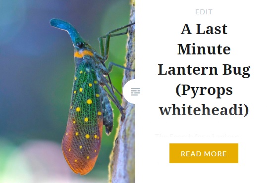 Zoomology Lantern Bug
