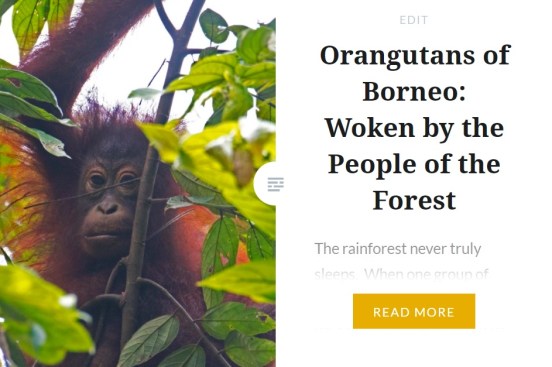 Zoomology Orangutan