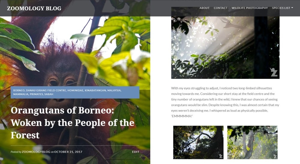 Zoomology Orangutans