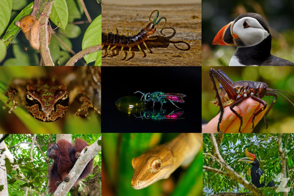 2017 Zoomology One Year