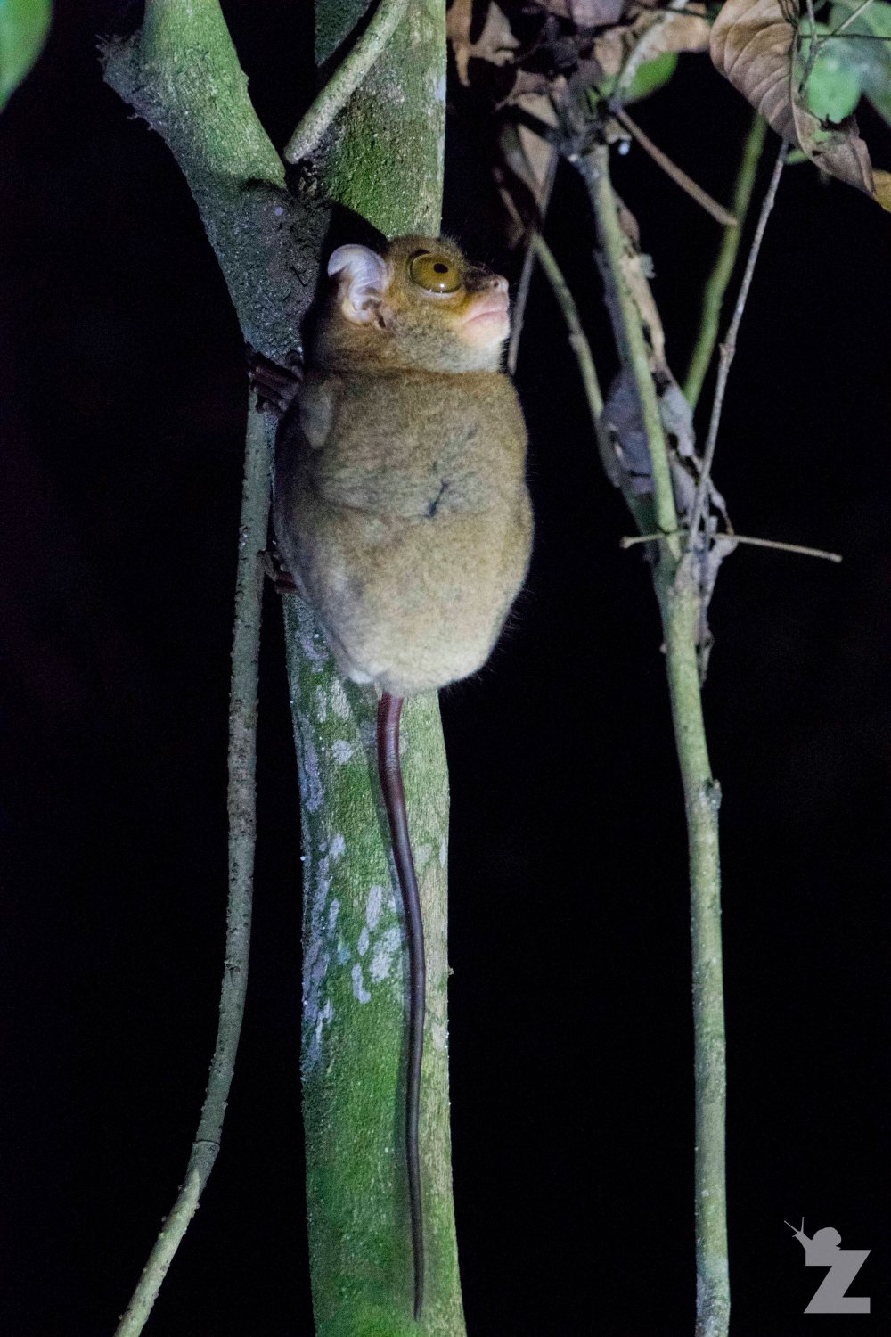 Cephalopachus bancanus [HORSFIELD'S TARSIER] Sabah, Borneo 10-10-2017 (4)