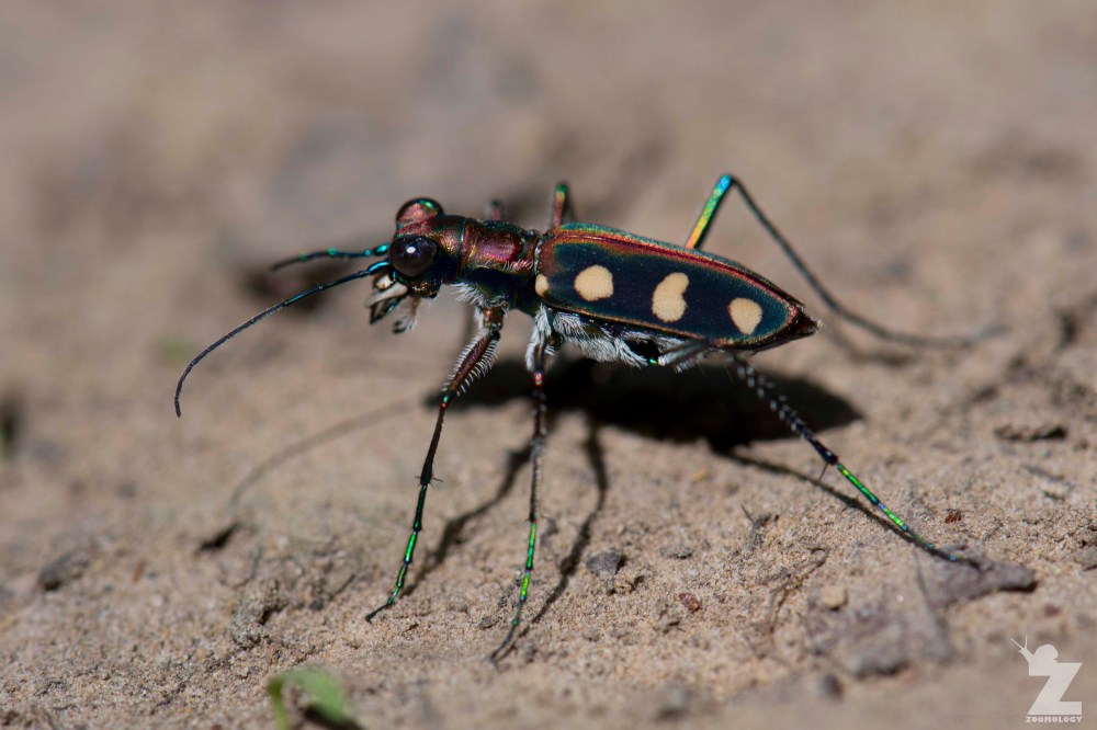 Cicindela aurulenta [GOLDEN SPOTTED TIGER BEETLE] Sabah, Borneo 12-10-2017 Zoomology (1)