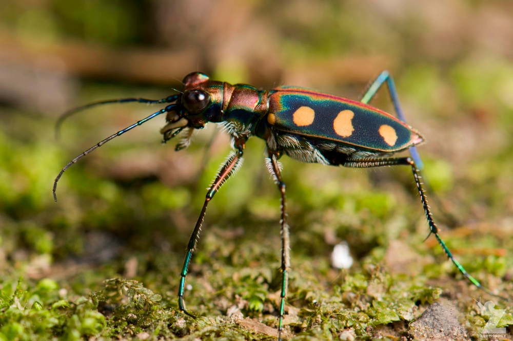 Cicindela aurulenta [GOLDEN SPOTTED TIGER BEETLE] Sabah, Borneo 12-10-2017 Zoomology (4)