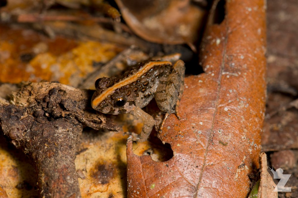 Fejervarya limnocharis [ASIAN GRASS FROG] Sabah, Borneo 08-10-2017 (2)