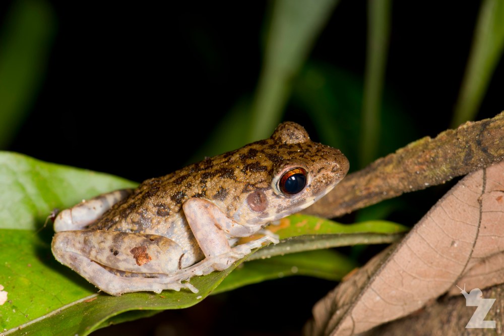Hylarana glandulosa [ROUGH-SIDED FROG] Sabah, Borneo 08-10-2017