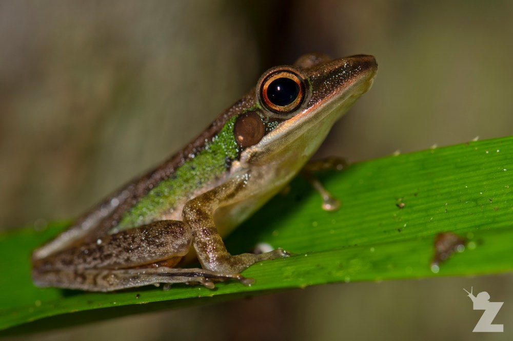 Hylarana megalonesa [WHITE-LIPPED FROG] Sabah, Borneo 06-10-2017 (1)